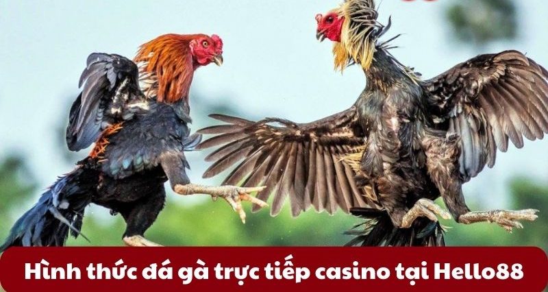 Hình thức đá gà trực tiếp casino tại Hello88