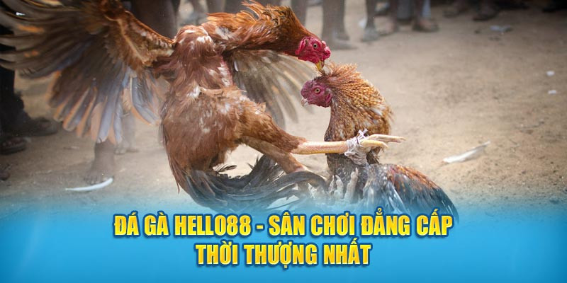 Thoả sức theo dõi các trận đấu đá gà mọi lúc mọi nơi